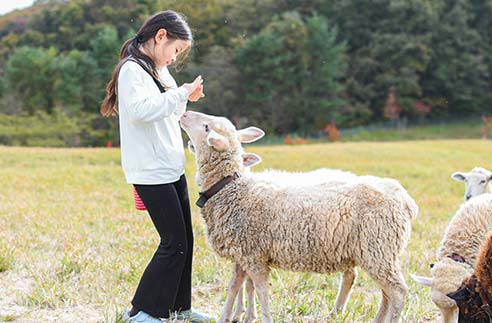 えさやり