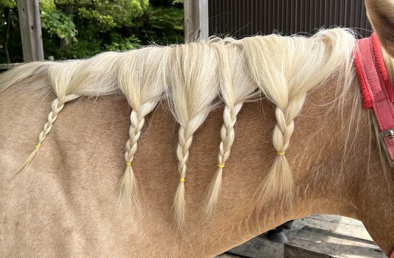 馬の三つ編み体験