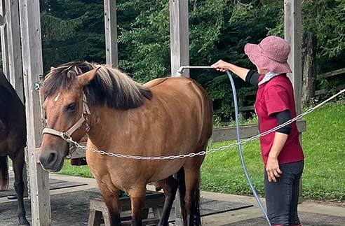＜夏限定＞馬の丸洗い体験