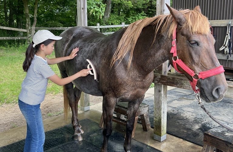 ＜夏限定＞馬の丸洗い体験