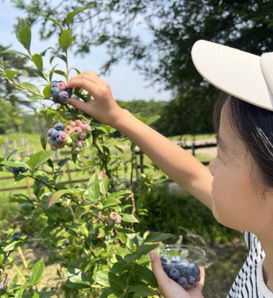 太陽の恵みをたっぷり浴びて育った無農薬のブルーベリー