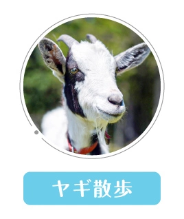 ヤギ散歩